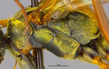 Media type: image;   Entomology 26619 Aspect: thorax lateral